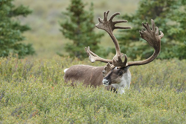 Caribou | Alaska Hunting Laws and Regulations