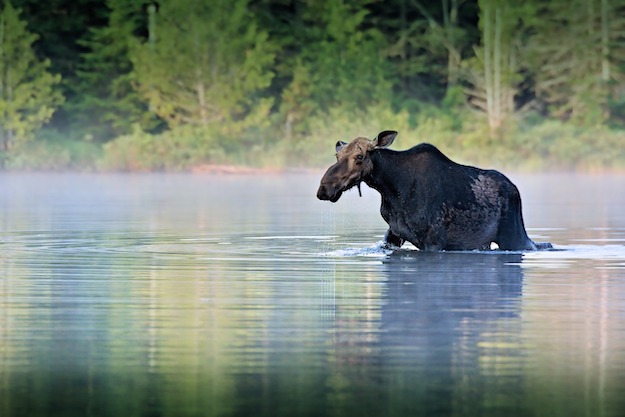 moose big game 2 pb
