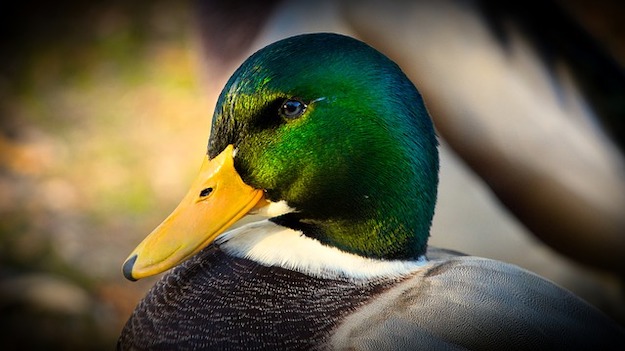 duck hunting laws 1 pb
