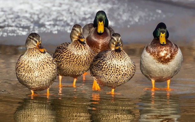 duck hunting laws 4 pb