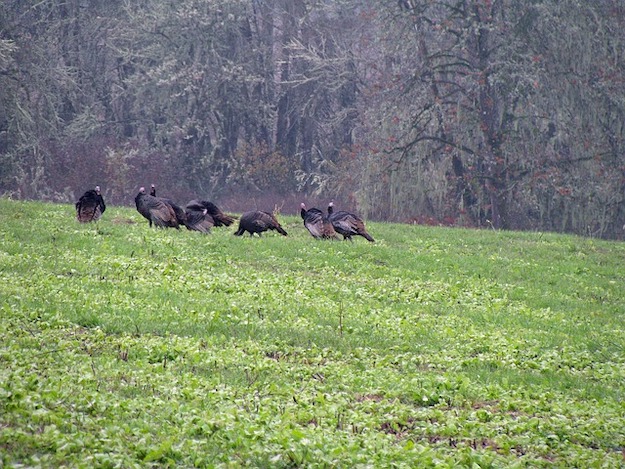 turkey hunting laws 1 pb