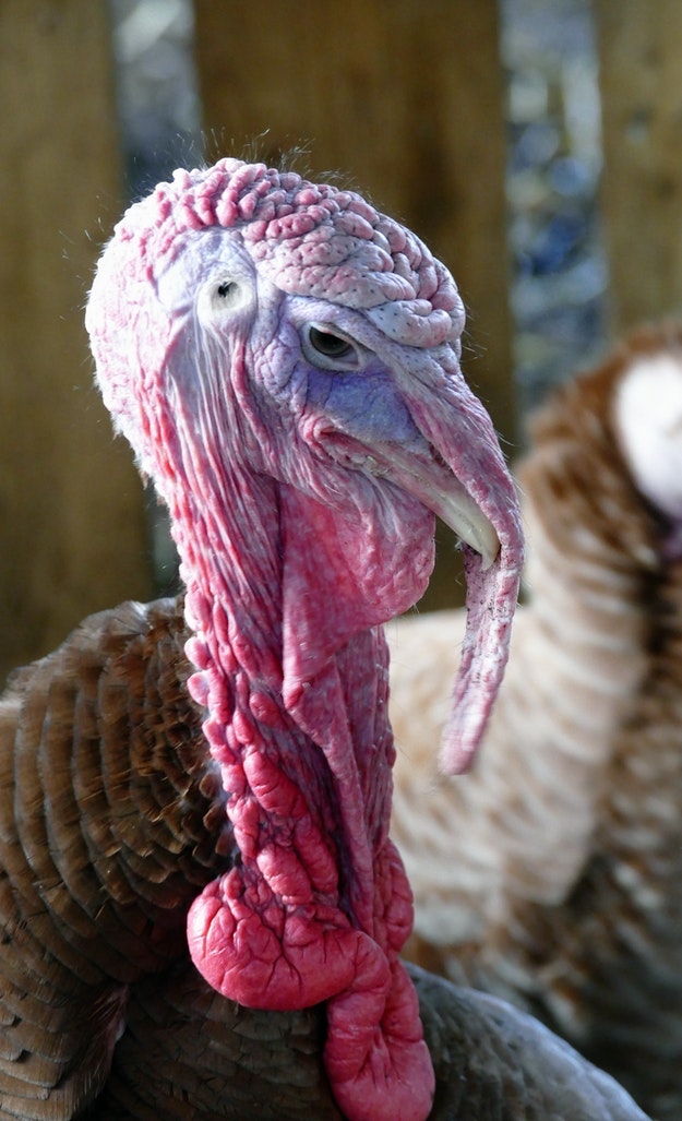 turkey hunting laws 5