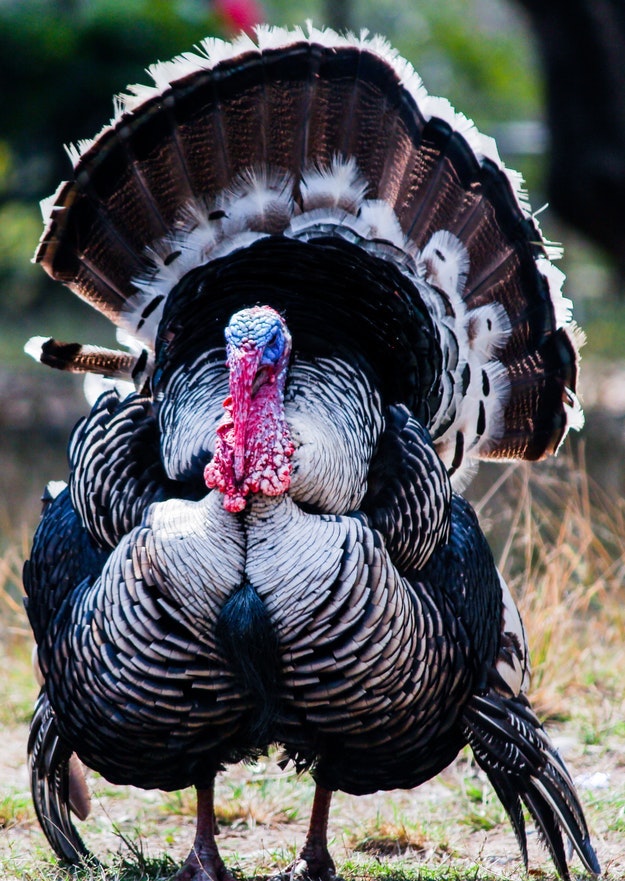turkey hunting laws 6