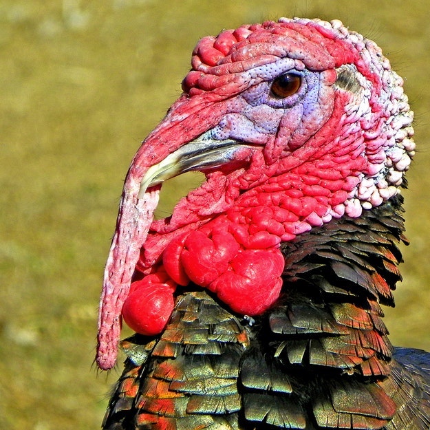 turkey hunting laws 7