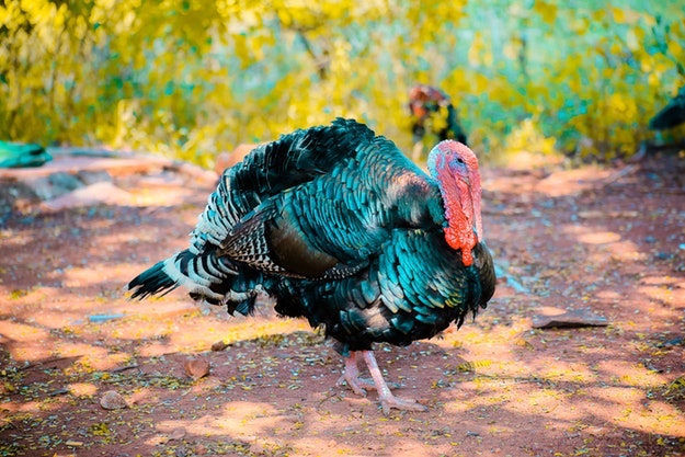 turkey hunting laws 8