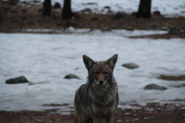 coyote 11 pb