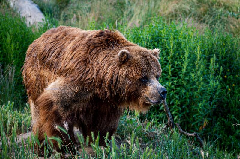 big-brown-bear | list of big game animals