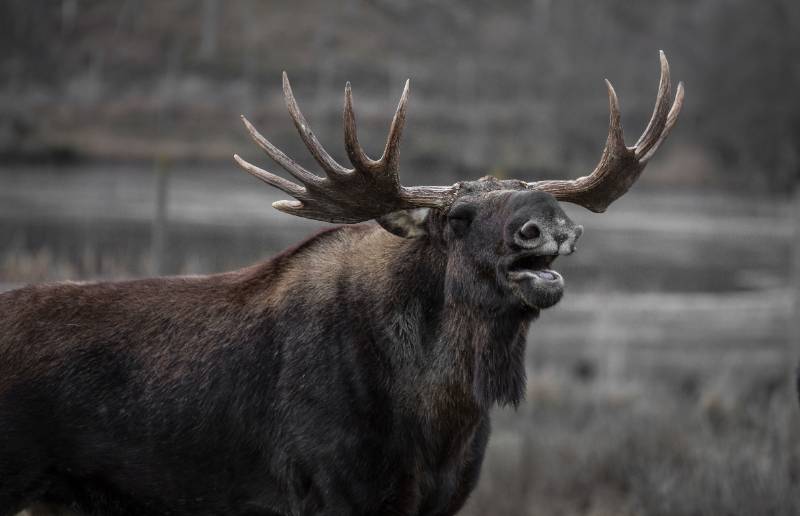 brown-moose | big game hunting animals
