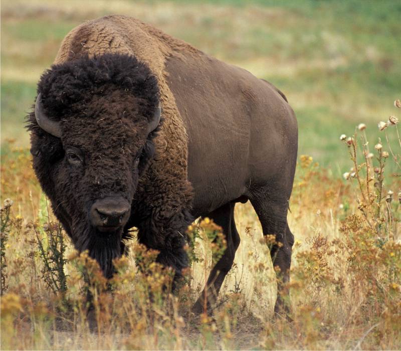large-bison | big game hunting usa