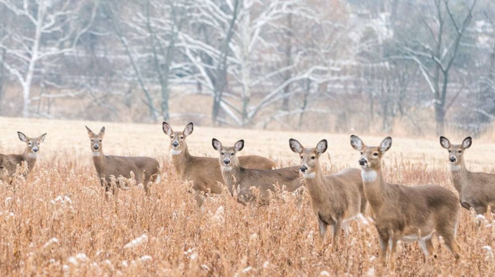 herd-whitetailed-deer-field-on-winter | 9 Completely Unforgettable Facts About Whitetail Deer Hunters Should Know | Featured