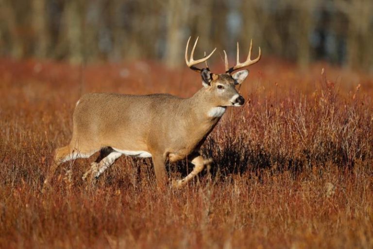 Whitetail Deer Hunting | 9 Whitetail Facts Every Hunter Should Know