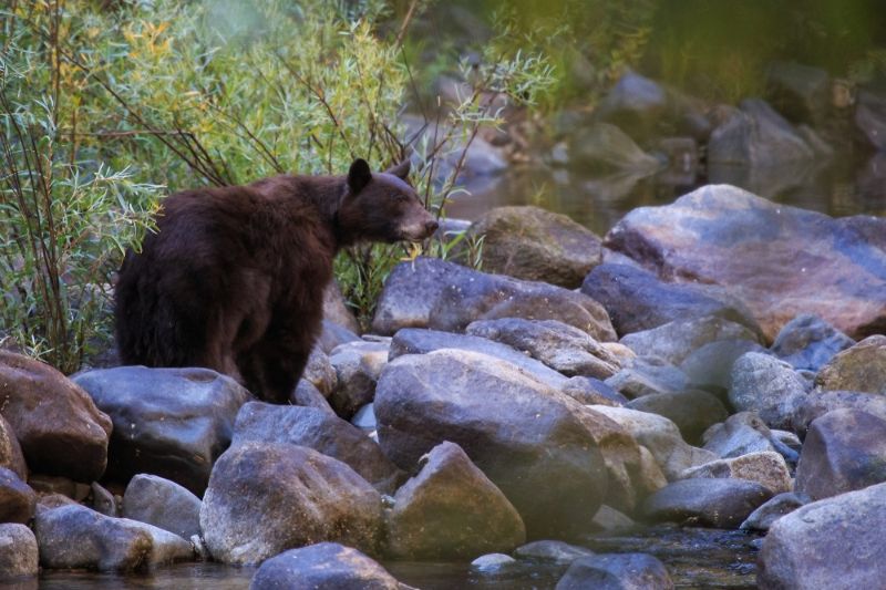 black-bear-by-river-yosemite-national | bear attack