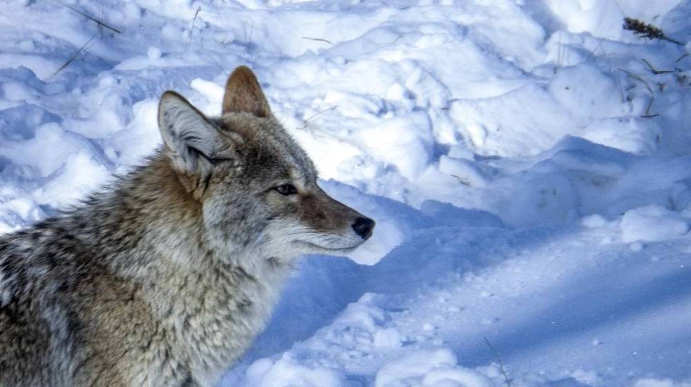 coyote-wildlife-nature-snow | Coyote Hunting Gear Every Hunter Should Bring | featured