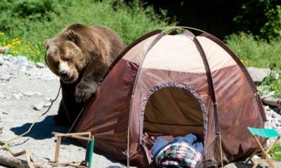 grizzly-bear-campsite | Camping Advice For Dealing With Wild Animals Near The Campsite | Featured