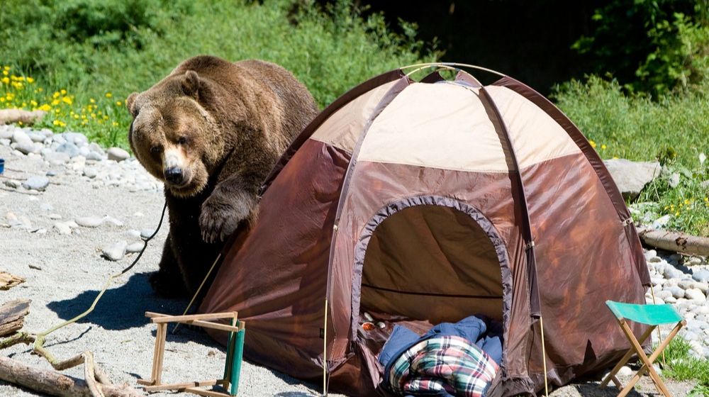 grizzly-bear-campsite | Camping Advice For Dealing With Wild Animals Near The Campsite | Featured