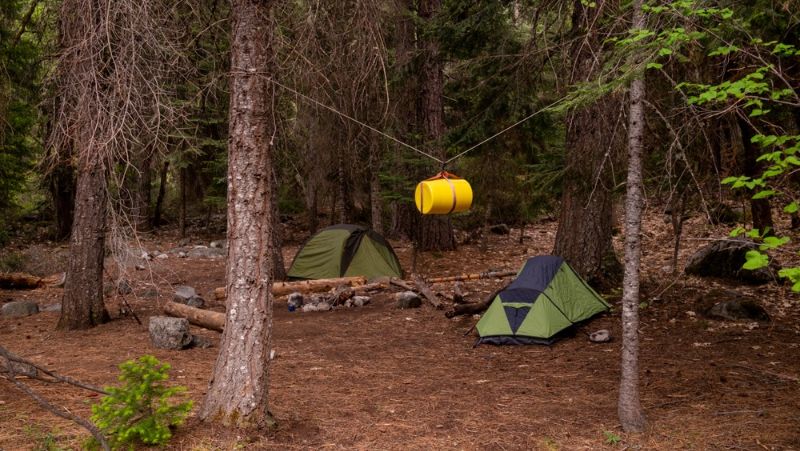 two-tents-camping-pine-terrain-yellow | camping advice