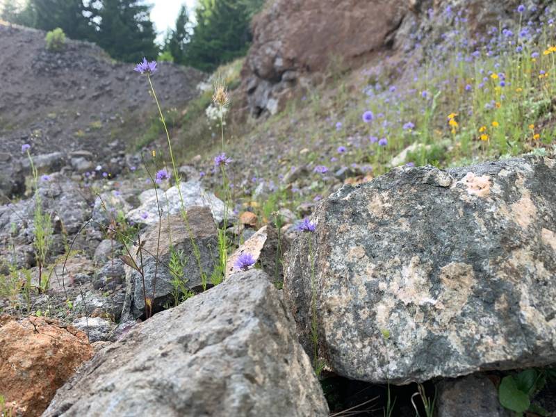 rockhounding-my-favorite-oregon-spot | Amateur geology