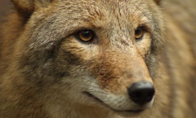 Close up of Coyote : Coyote Portrait | Hunting Coyotes For Beginners | Featured