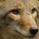 Close up of Coyote : Coyote Portrait | Hunting Coyotes For Beginners | Featured