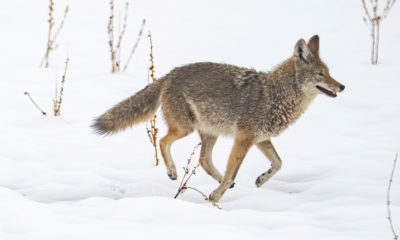 Coyote in snow at Antelope Island state park in Utah - coyote hunting utah