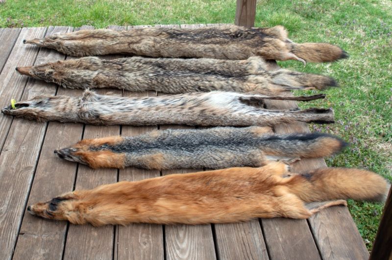 after-trapping-season-predator-animal-pelts | colorado coyote bounty