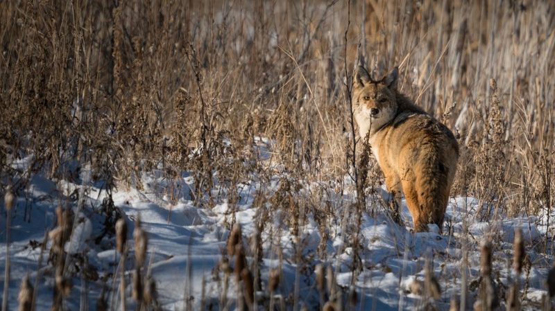 beautiful-coyote-canis-latrans-hunting-food | colorado coyote facts