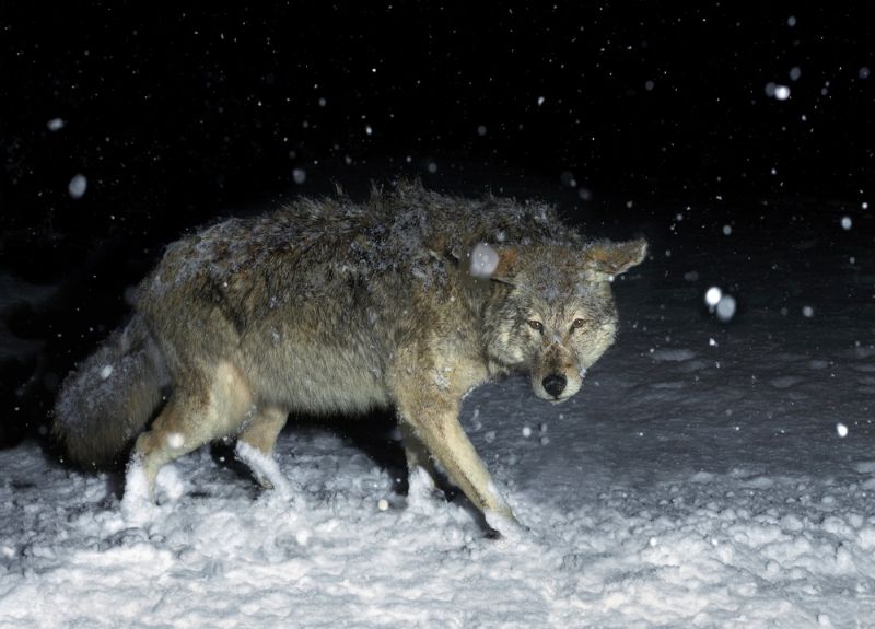 brush-wolf-coyote-winter-snow-night | coyote population colorado