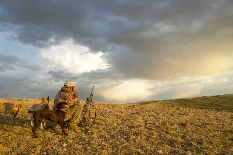 camouflaged-hunter-kneels-beside-his-tracking | states with coyote bounty
