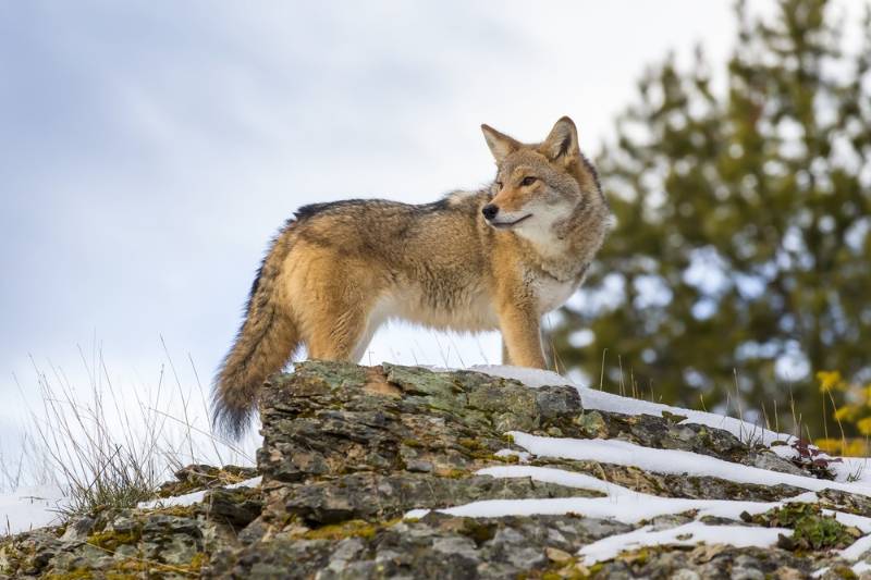 coyote-searches-meal-snowy-mountains-montana | how to attract coyotes to kill