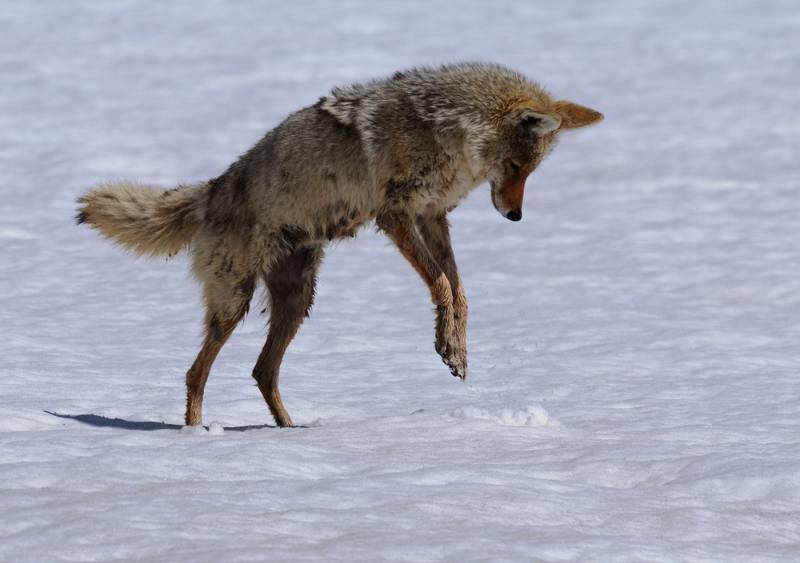 coyote-starts-leap-hunts-rodents | how to hunt coyotes