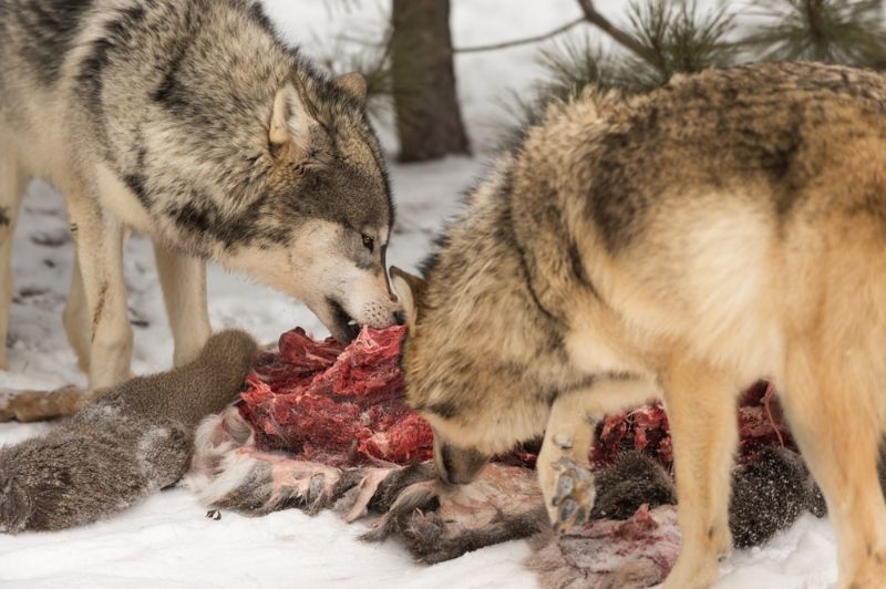 grey-wolves-canis-lupus-pick-meat | colorado coyote hunting