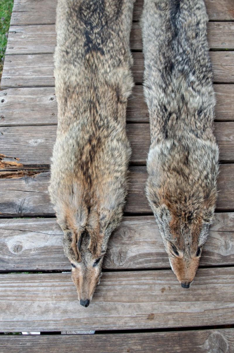 missouri-trapper-has-captured-harvest-fleshed | best time to hunt coyotes