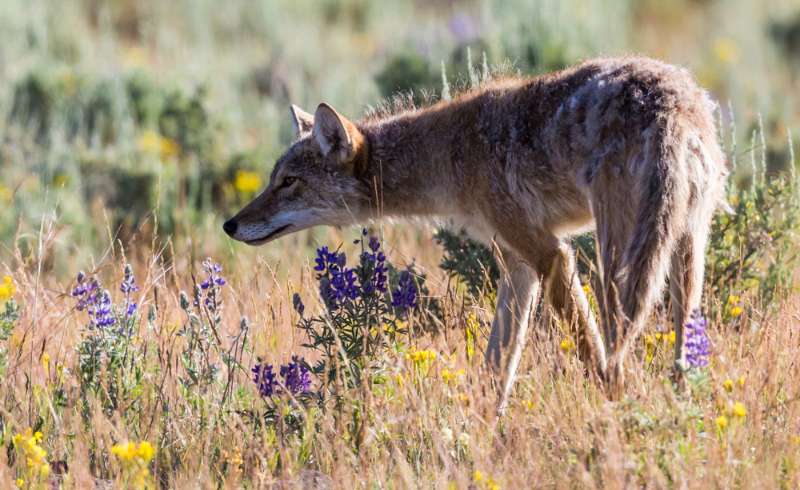 wild-coyote-scavenging-food-yellowstone-national | coyote population utah