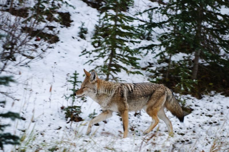 wild-coyote-snow-covered-forest-kananaskis | colorado coyote size