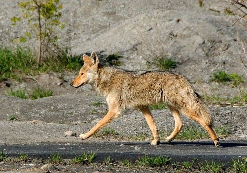 Coyote penn dixie hamburg new | importance of wildlife conservation