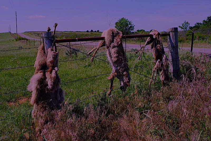 Dead Coyote Fence | coyote hunting at night in wisconsin
