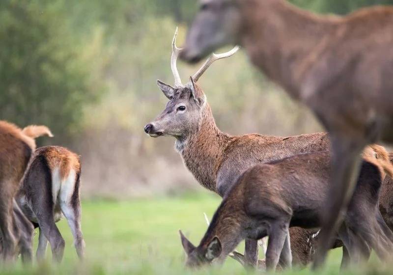 Deer biche nature wild mammals | importance of wildlife conservation