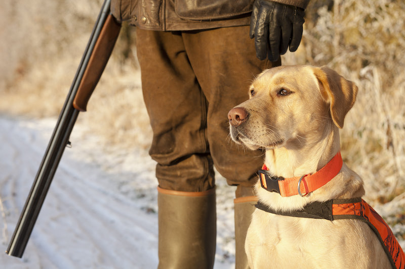 Hunter with dog | quail and pheasant hunting near me