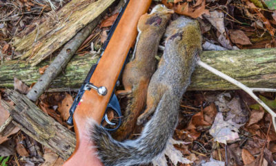 Small Game Hunting | Varmint Animals Great For Hunting When Deers Are Not Available | featured