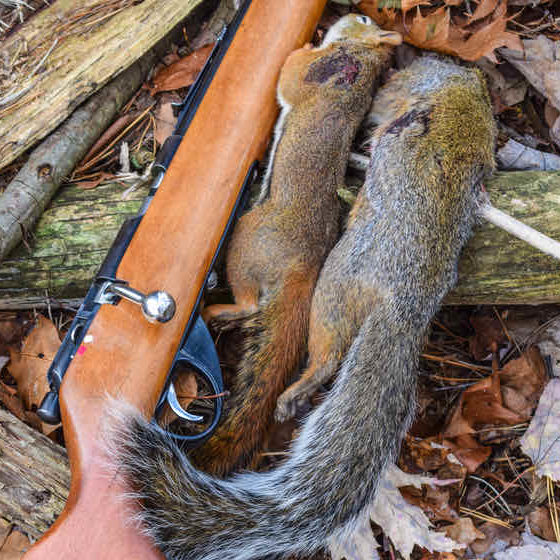 Small Game Hunting | Varmint Animals Great For Hunting When Deers Are Not Available | featured