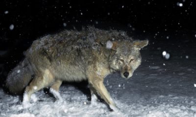 brush-wolf-coyote-winter-snow-night| How to Have A Successful Coyote Hunting at Night | Featured