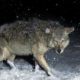 brush-wolf-coyote-winter-snow-night| How to Have A Successful Coyote Hunting at Night | Featured