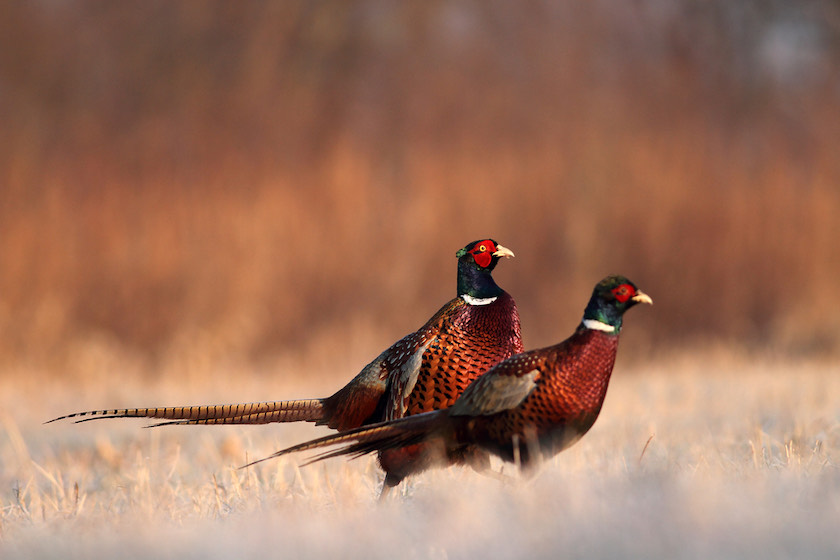 pheasant | Pheasant Hunting 101 | A Complete Guide | featured