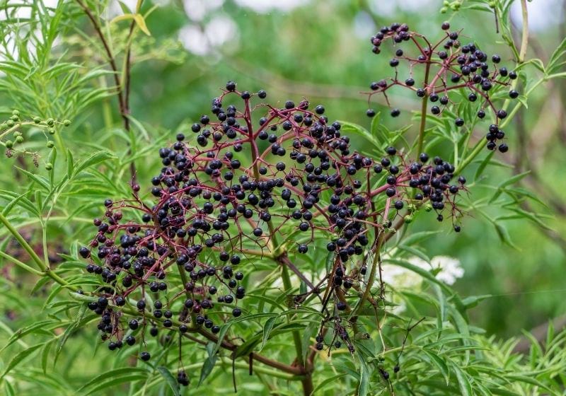 American black elderberry | list of edible plants with pictures