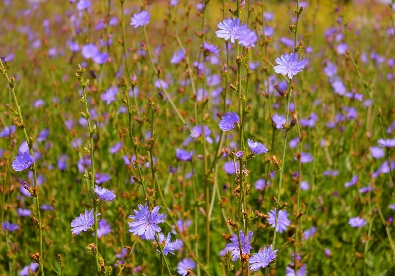 Common-chicory-flower | edible wild plants north america