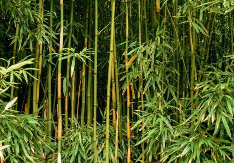 Green bamboo forest | edible grasses