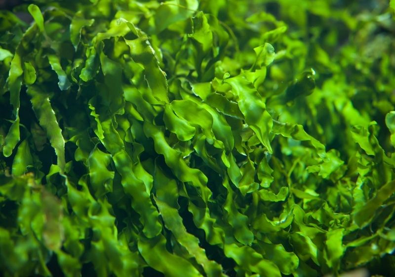 Green seaweed | edible plants a to z