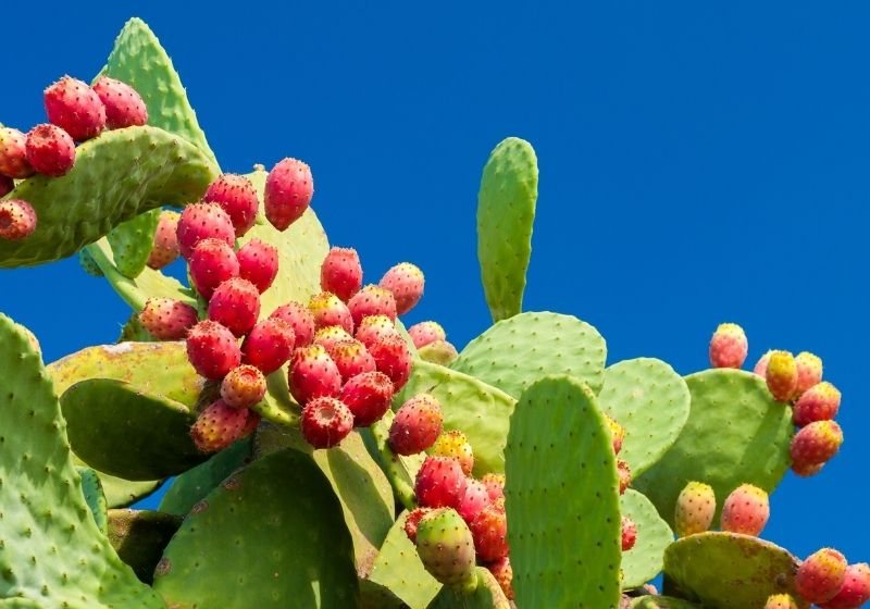 Prickly pears | identifying and harvesting edible and medicinal plants in wild pdf