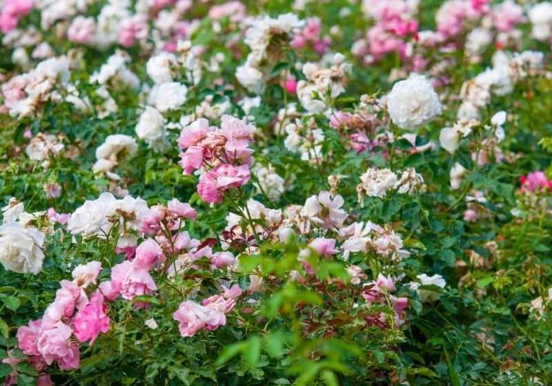 Wild rose bushes | edible wild roots