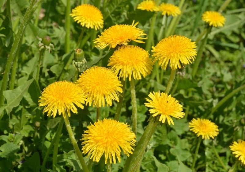 Yellow dandelions | edible weeds pdf